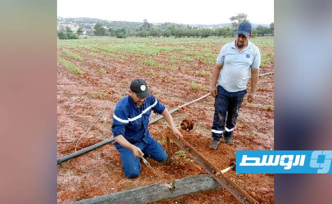 رجال شركة الكهرباء أثناء العمل لإعادة تشغيل خطوط التوزيع في المنطقة الشرقية، 17 سبتمبر 2023 (شركة الكهرباء)