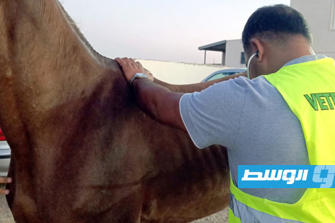 الكشف الطبي على أحد الخيول المشاركة في السباق الدولي للقدرة والتحمل المؤهل لبطولة العالم برومانيا (تصوير - محمد قجام)