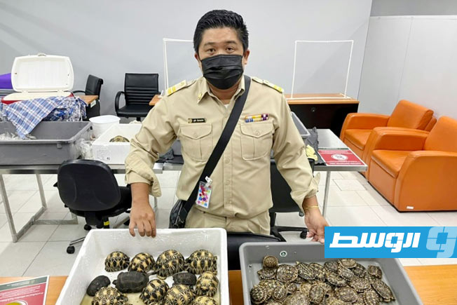 مسؤول يعرض قسما من 116 سلحفاة صغيرة ضبطت بأمتعة مسافرة أوكرانية في مطار بانكوك. (أرشيفية: الإنترنت)