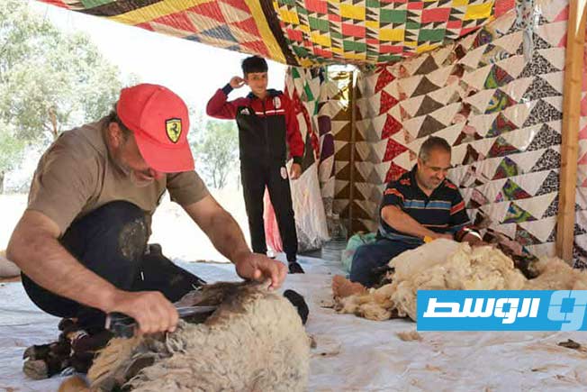 انطلاق موسم جز صوف الأغنام في سرت (بوابة الوسط)