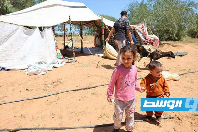 انطلاق موسم جز صوف الأغنام في سرت (بوابة الوسط)