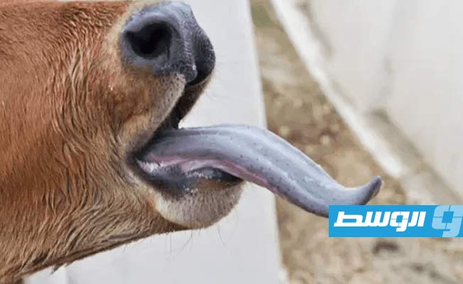 بقرة مصابة بمرض اللسان الأزرق (أرشيفية: الإنترنت)