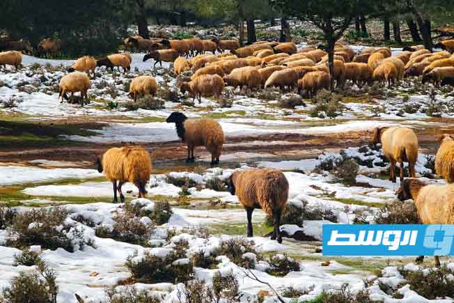 صورة للمصور سعد أمين فى غابة سيدي الحمري (فيسبوك)