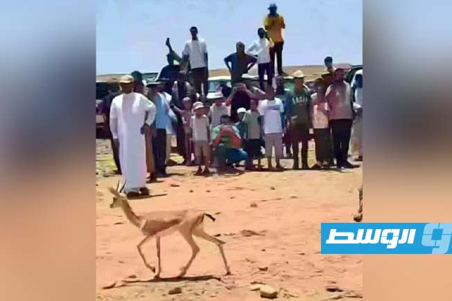 جانب من إطلاق قطيع من الغزلان بمنطقة وادي الحصان التابع لسلسلة جبال ودان، السبت 21 يونيو 2025 (فيسبوك)