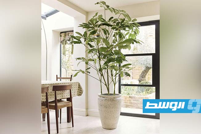 أحد أشكال النباتات لتناسب تصميم النوافذ الكبيرة في المنزل. (الإنترنت)