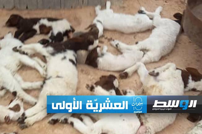 حملان الأغنام النافقة بمنطقة سيدي الصيد في ترهونة، السبت 17 فبراير 2024. (جهاز الشرطة الزراعية)