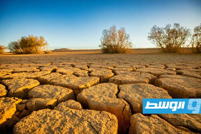 محمية الحيط الغربي بشرق ليبيا، 16 فبراير 2026. (هيئة التراث والحياة البرية)
