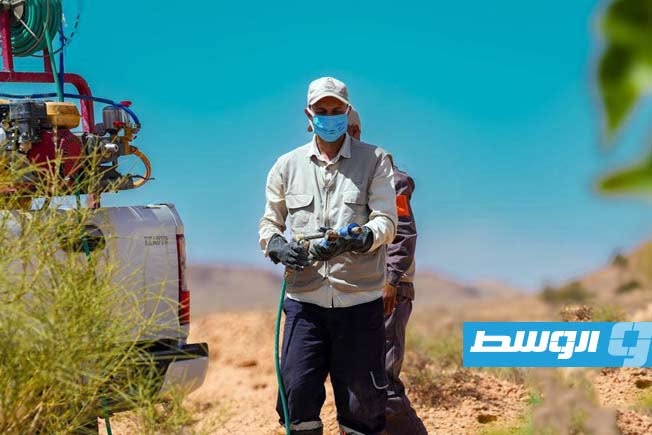 أحد المشاركين في الحملة الوطنية لمكافحة الآفات الزراعية في جبل نفوسة، الأحد 21 يونيو 2026. (وزارة الزراعة والثروة الحيوانية)