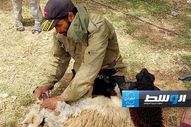 من أنشطة جز الأغنام في بني وليد، السبت 11 مايو 2024 (بوابة الوسط)