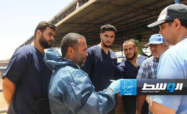 فريق إدارة الخدمات البيطرية يتابع انتشار وباء الجلد العقدي في مدينة مصراتة، السبت 27 يوليو 2024 (المركز الوطني للصحة الحيوانية)