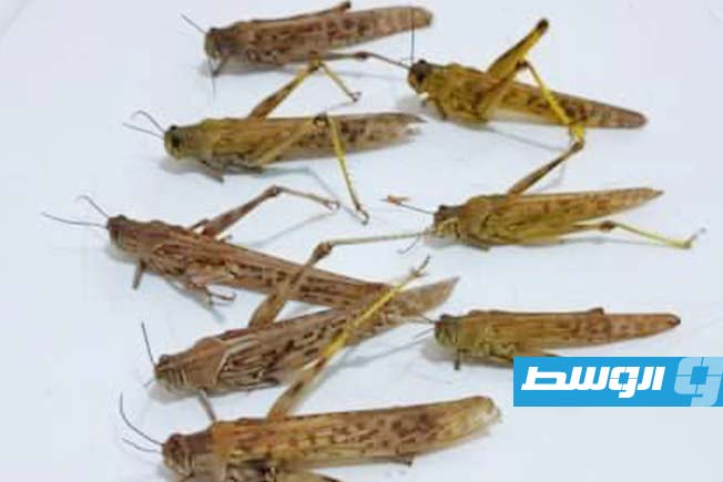 حشرات الجراد في إحدى مزارع مرزق، 4 مارس 2025. (صفحة مركز الأبحاث على فيسبوك)