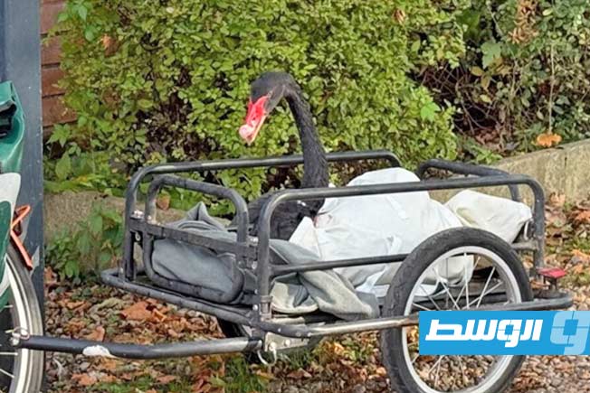 البجعة بيجي الملقب بـ«السيد المدمر» في أثناء نقله إلى مركز لرعاية الطيور تمهيدا لنقله خارج مدينة ستراتفورد أبون آفون. (جريدة إندبندنت البريطانية)