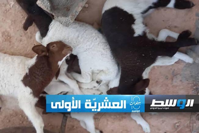 حملان الأغنام النافقة بمنطقة سيدي الصيد في ترهونة، السبت 17 فبراير 2024. (جهاز الشرطة الزراعية)